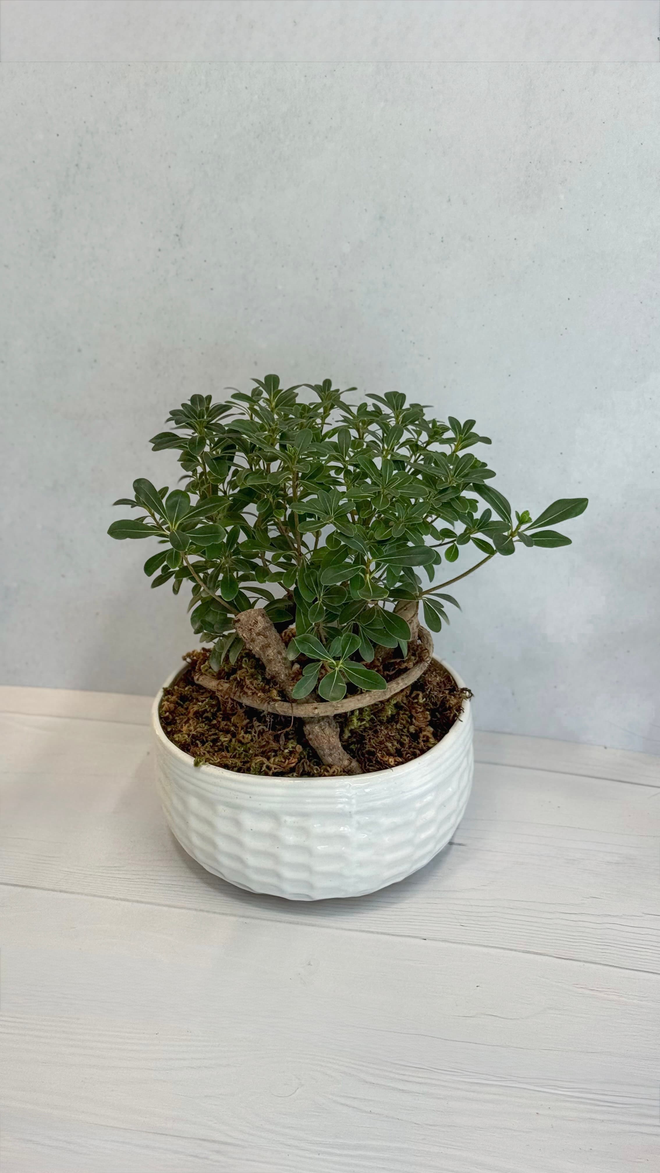 میخک هندی بزرگ