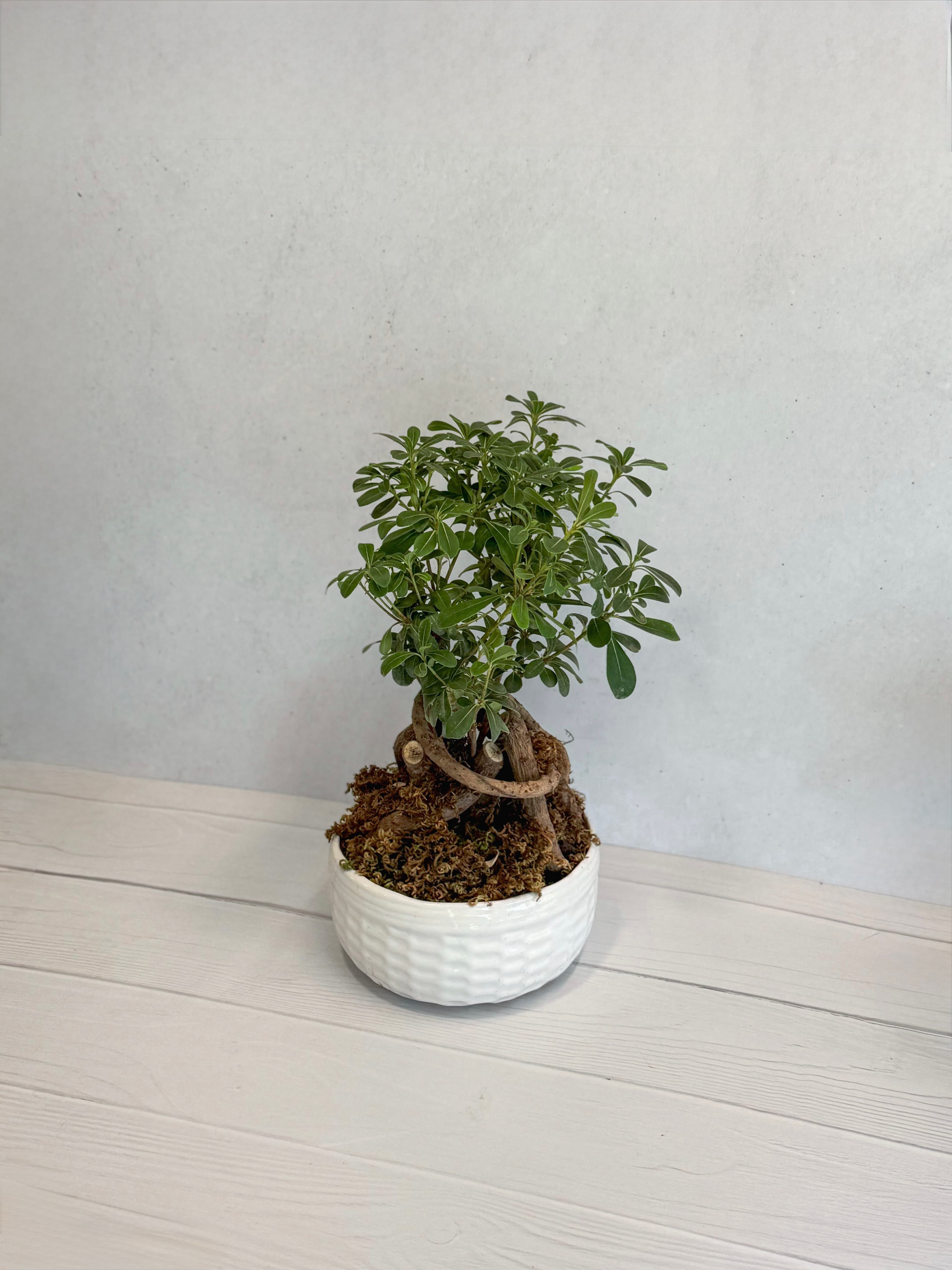 میخک هندی متوسط